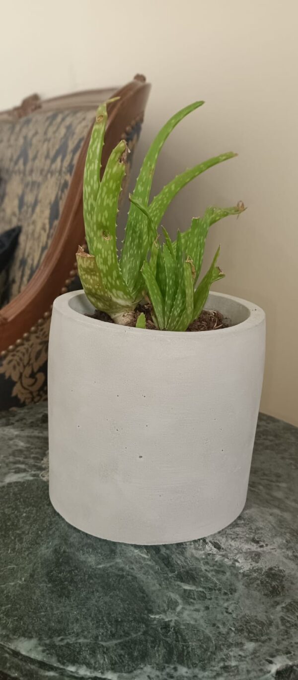 Aloe Vera Concrete Pot,