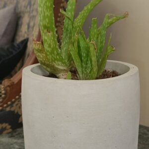 Aloe Vera Concrete Pot,