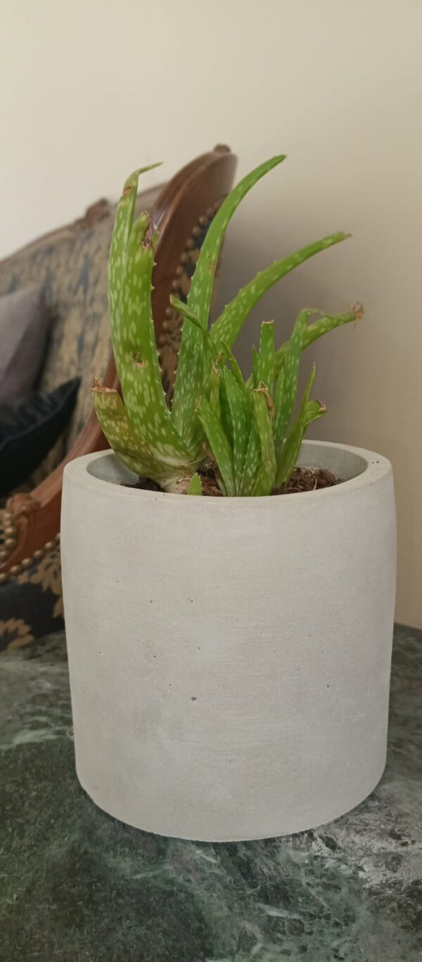 Aloe Vera Concrete Pot,