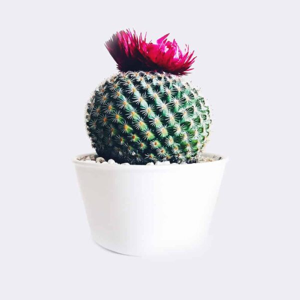 bowl plant pot